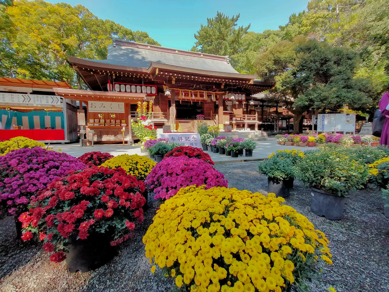 平塚八幡宮で第62回菊花展が開催されています！