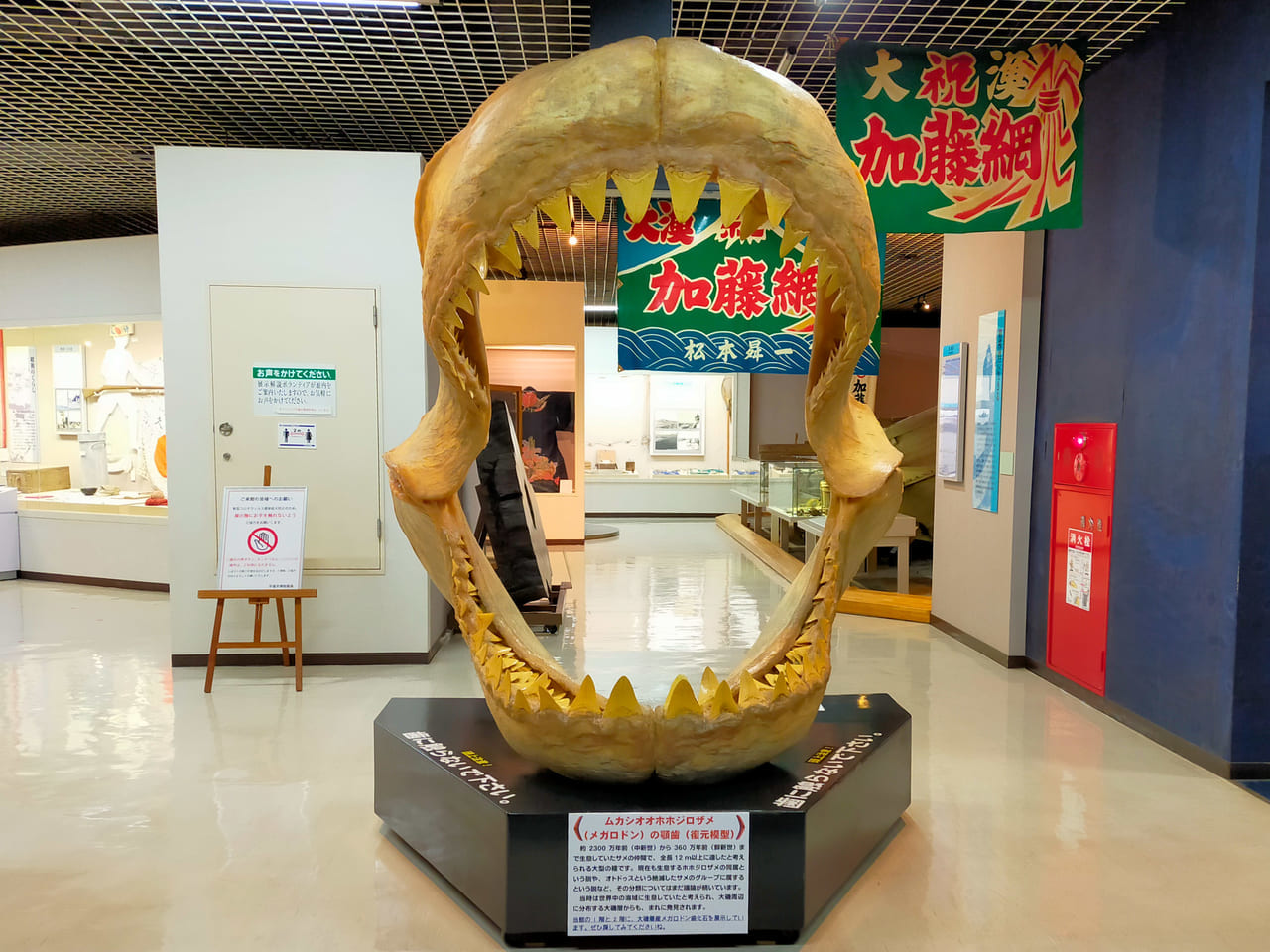 平塚市博物館でメガロドンの顎の化石（レプリカ）の展示をしています！
