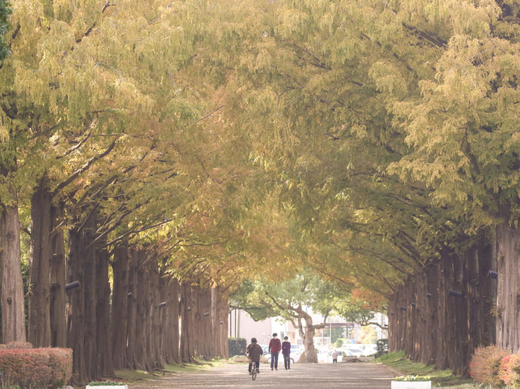 平塚市総合公園のメタセコイヤ並木が色づきはじめました！