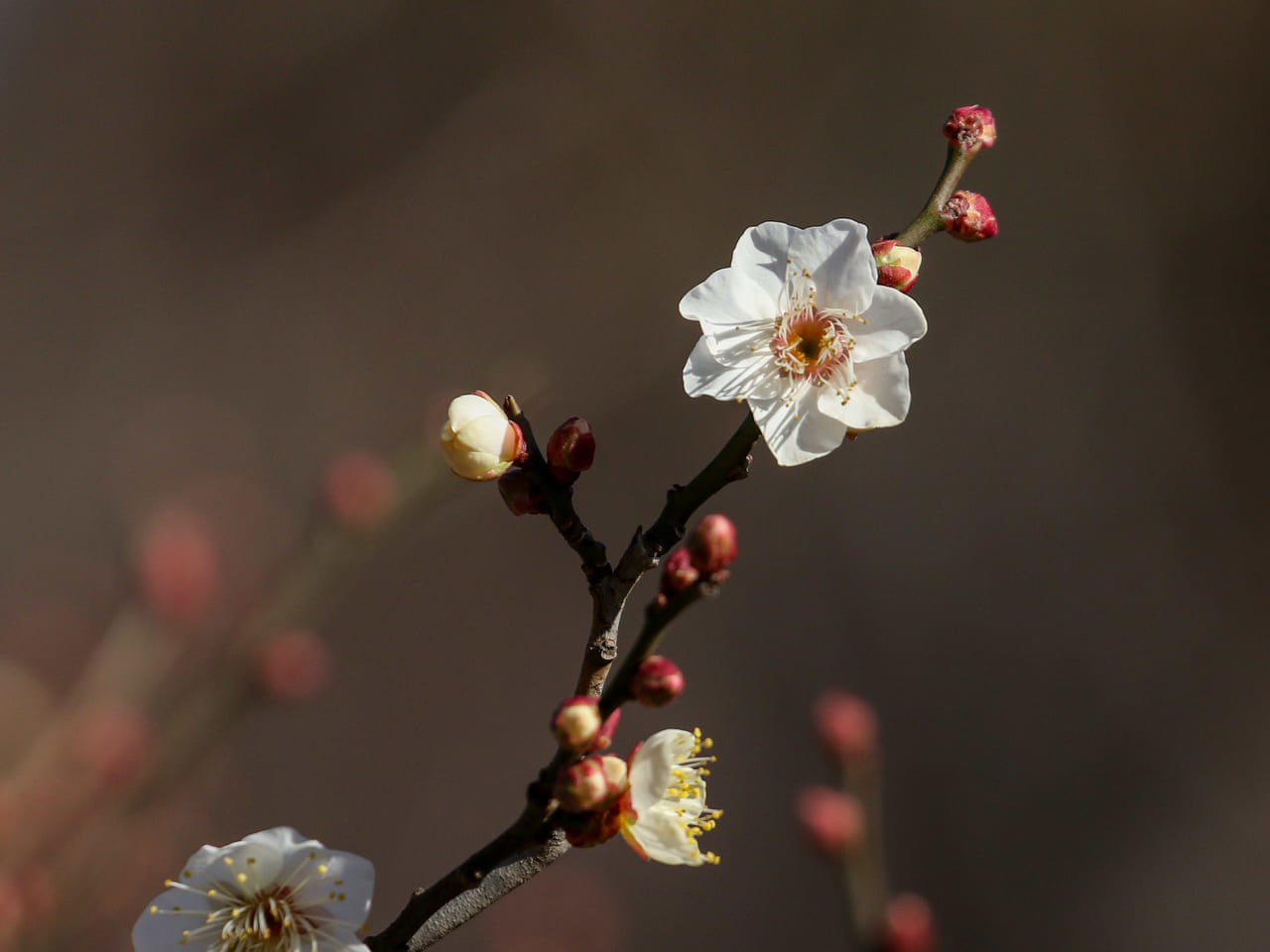 平塚市総合公園の梅の花が咲き始めました！
