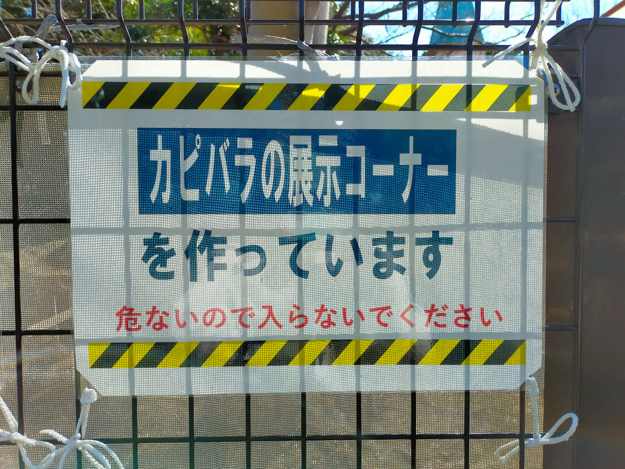 平塚市総合公園のふれあい動物園で今春公開予定のカピバラくん。いよいよ展示コーナーの工事が始まったようです！