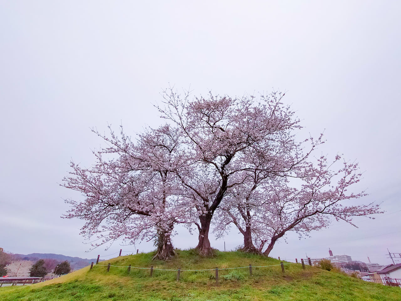 市内の桜の名所で八分咲き。ソメイヨシノの満開はもうすぐ！