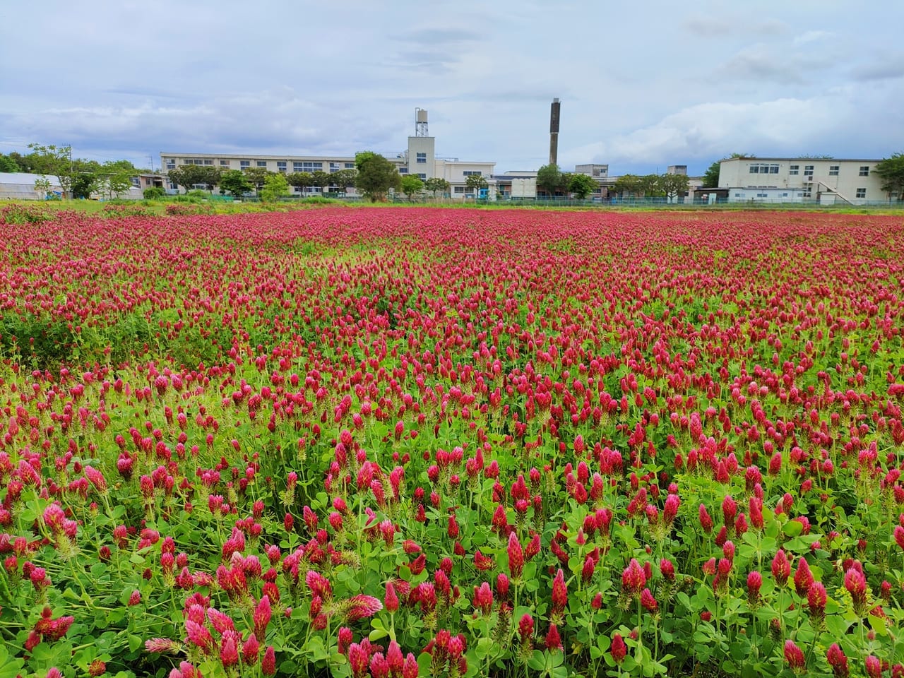 期間限定の真っ赤なお花畑！寺田縄の田んぼでストロベリーキャンドルが見頃を迎えています！