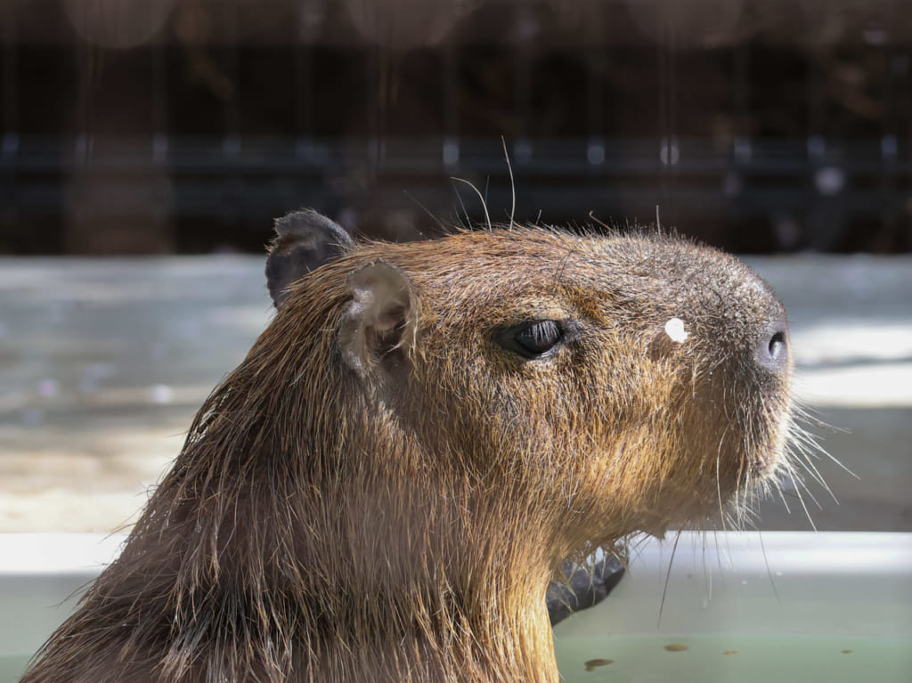 4月10日（日）に公園でビュー（？）した話題のカピバラくんに会いに行ってきました！