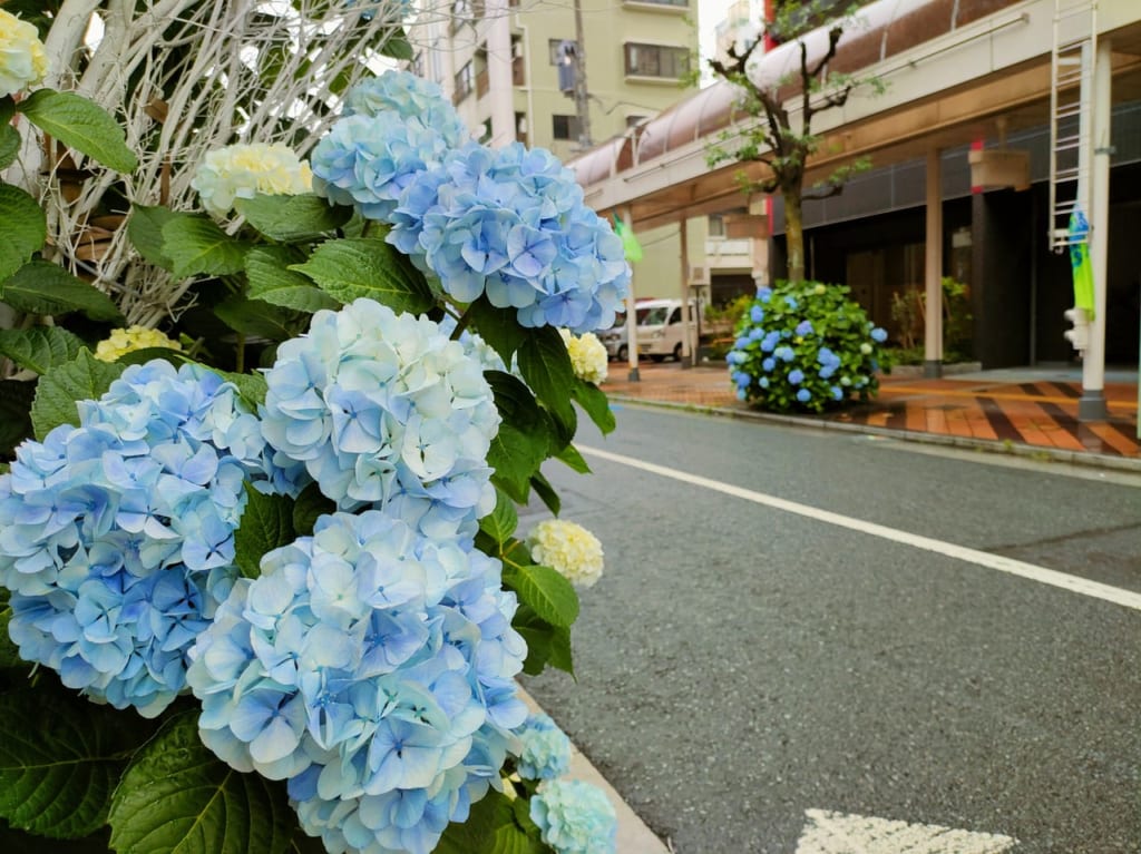 】JR平塚駅北口の商店街であじさいが見頃を迎えています。