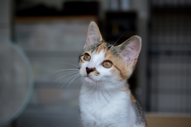 「保護猫の譲渡会」がOSC湘南シティにある「ユアペティア平塚店」で8月14日（日）に開催されます！