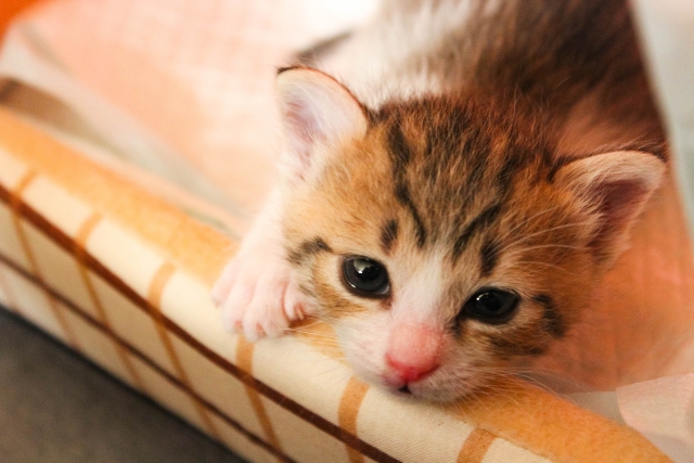 「保護猫の譲渡会」がOSC湘南シティ2階 ユアペティア平塚店で10月9日（日）に開催されます！