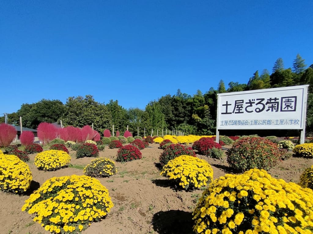 「土屋ざる菊園」のざる菊が見頃を迎えています！