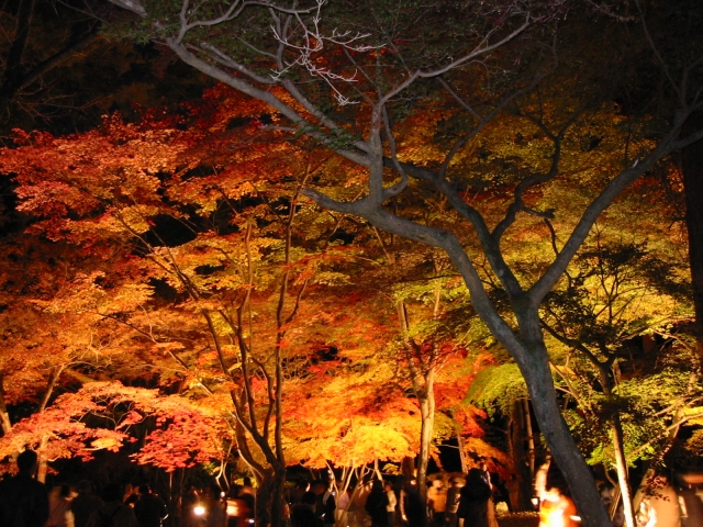 みかん狩りや紅葉のライトアップも！「秋の大磯すてき発見体験ツアー」が11月26日（土）に開催されます！