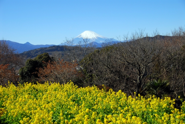 菜の花の向こうに相模湾、富士山の絶景！「吾妻山 菜の花ウォッチング」が1月7日（土）から2月12日（日）まで開催されます！