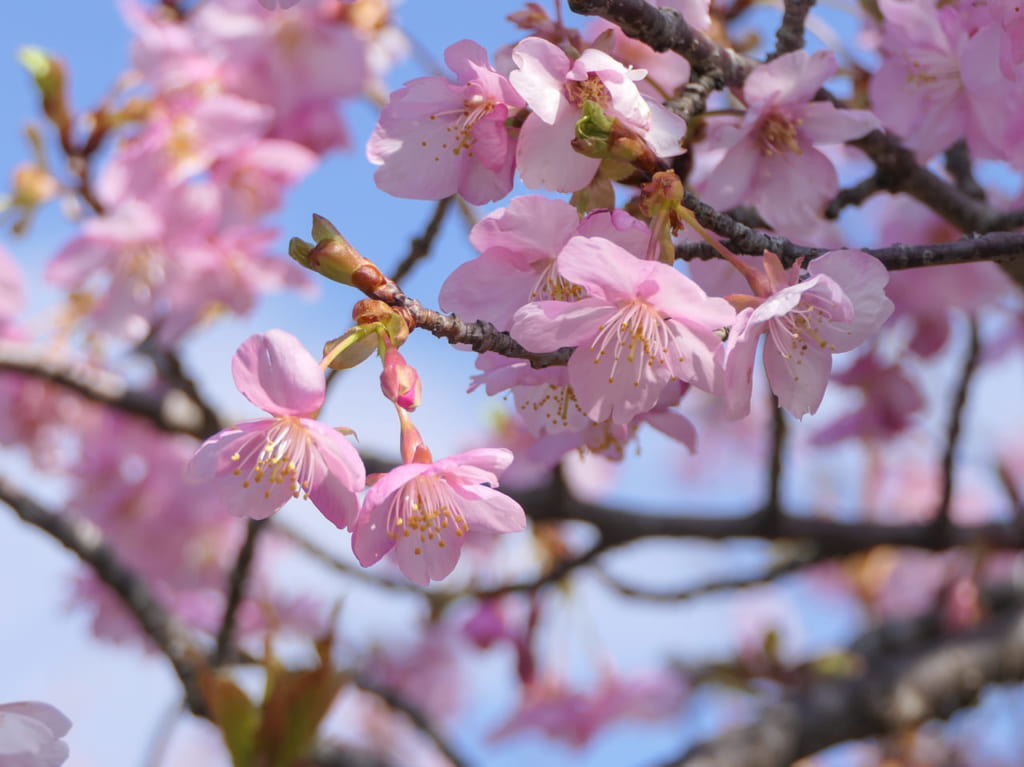 バレンタインデーはピンクの桜を見に湘南平に行こう！夜は「バレンタイン&ホワイトデーイルミネーション」も！