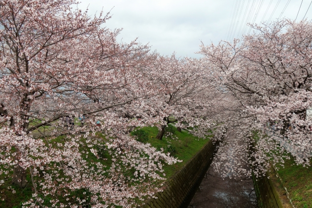 「第24回渋田川桜まつり」が4月2日（日）に開催されます！