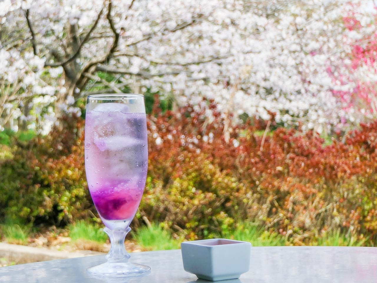 「キッチンHana」の期間限定ドリンク「桜スカッシュ」を満開の桜を見ながらいただいてきました！