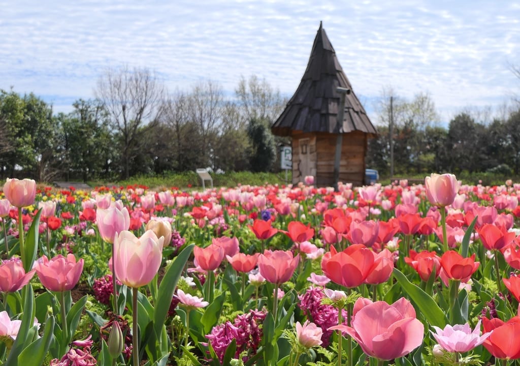 オランダにいるみたい！「花菜ガーデン」でチューリップなど7万球の球根の花が見頃を迎えています！