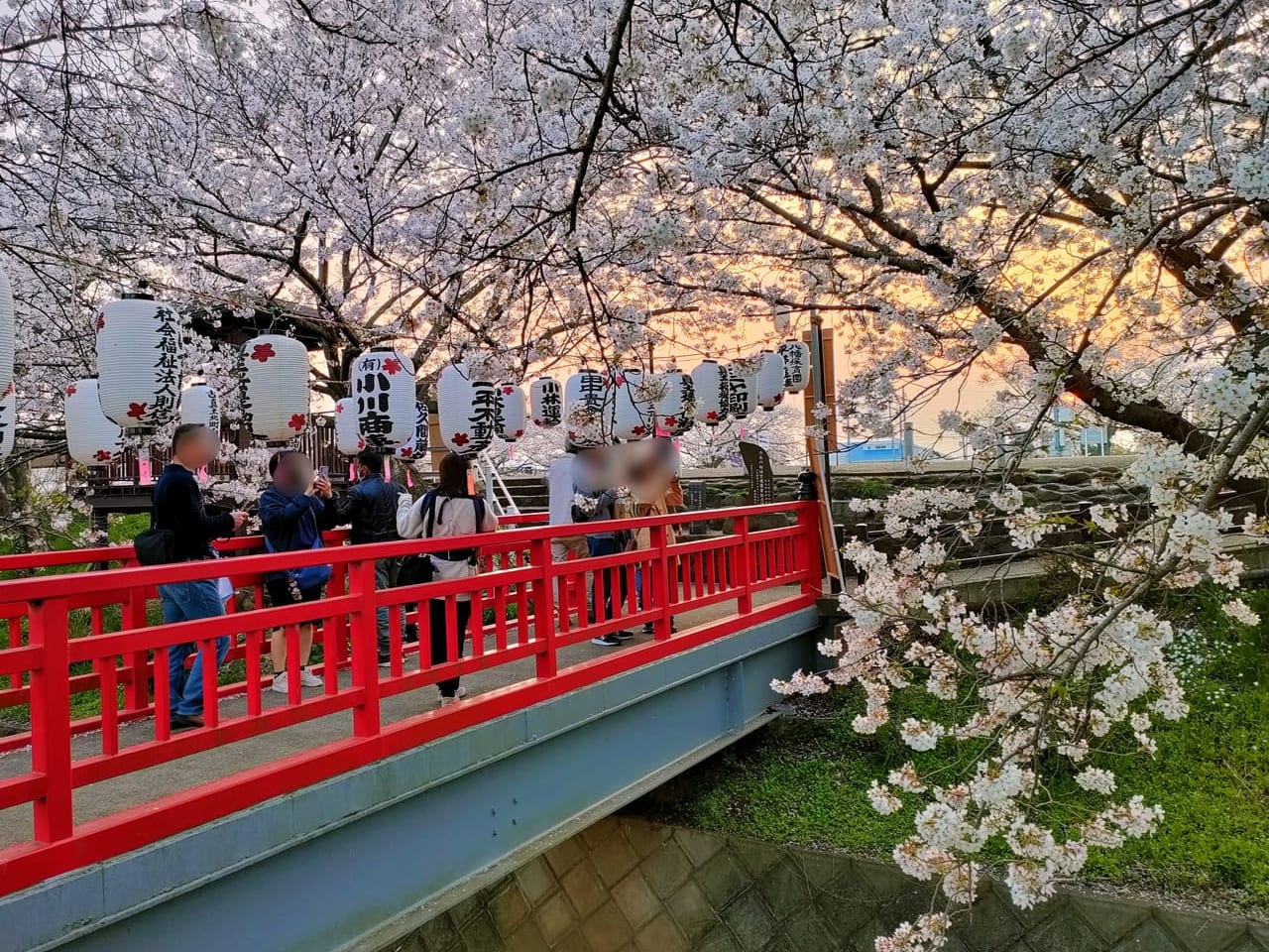 渋田川の桜のライトアップも！市内の桜の名所を巡ってきました！