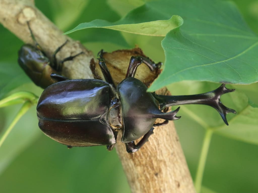 立派なカブトムシに育てよう！5月13日（土）にひらつか市民プラザで開催される「自然科学教室」に参加するとカブトムシの幼虫がもらえます！