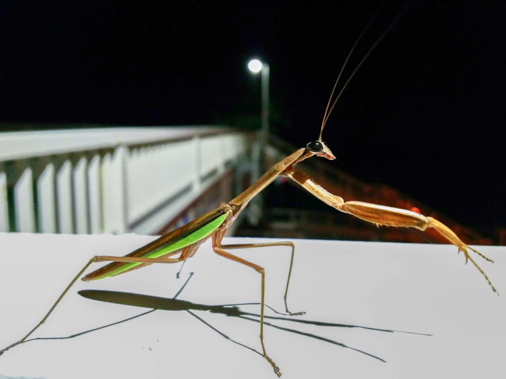 カマキリを見かけたら写真を撮って博物館へ！みんなで調べよう！「平塚のカマキリ」調査員募集中！