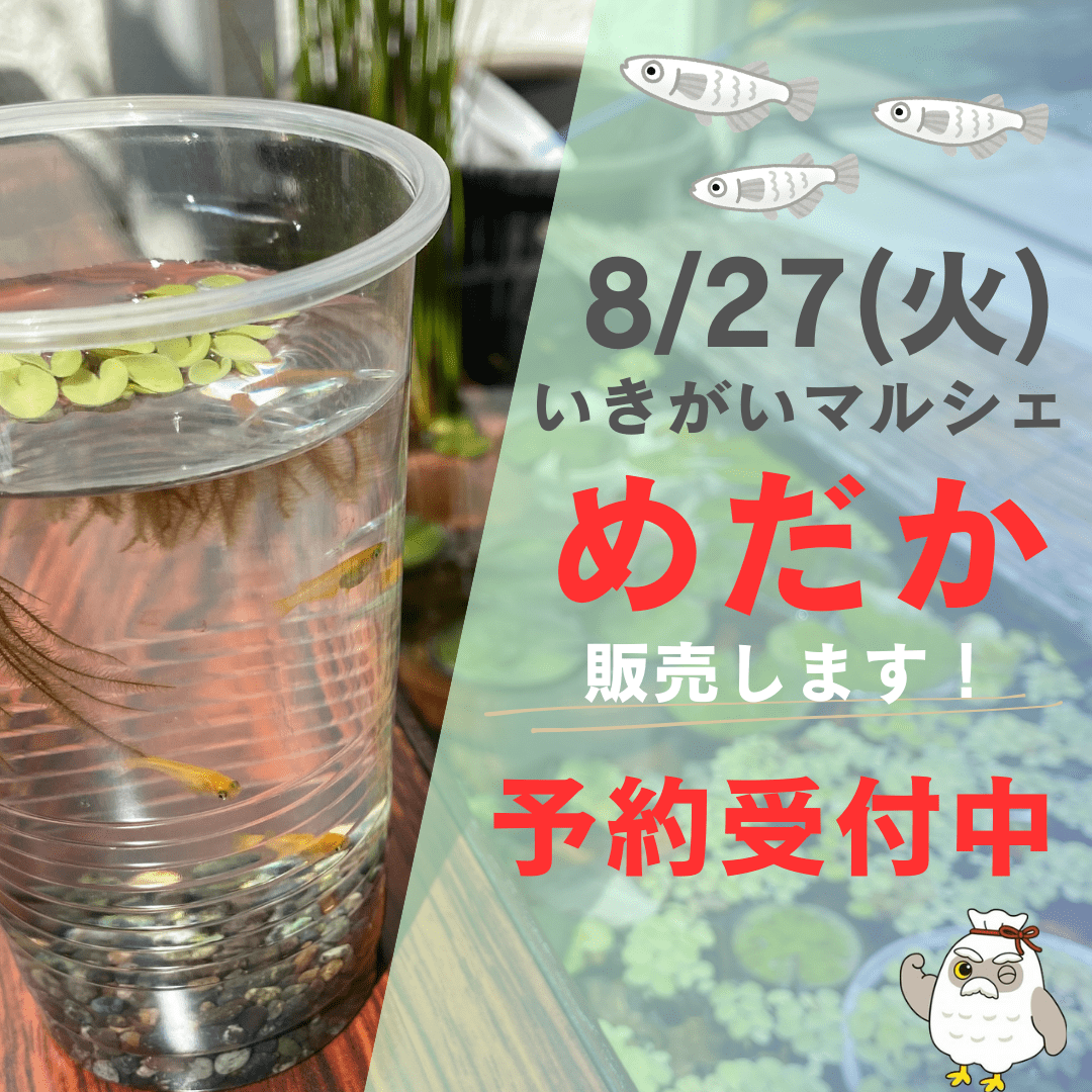 平塚市】大好評だったメダカ販売があります！西八幡にある「生きがい事業団」にて2024年9月24日に生きがいマルシェが開催されます ！毎月最終火曜日に開催されています！(2024年8月27日は中止です) | 号外NET 平塚市・大磯町