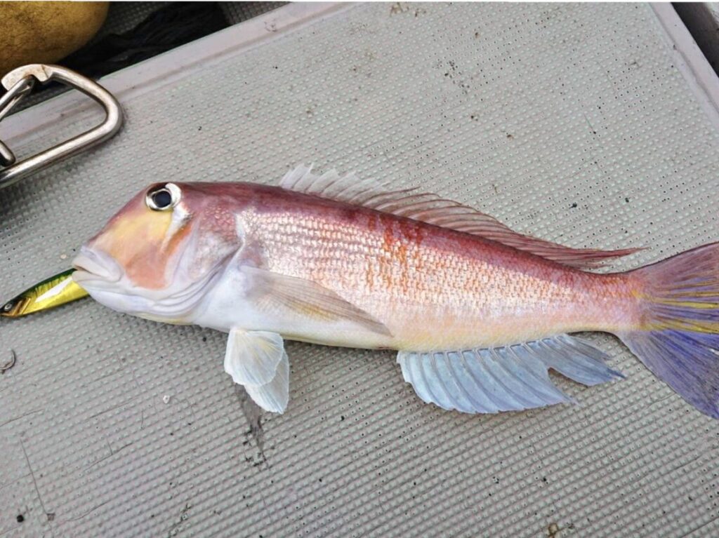 アマダイ