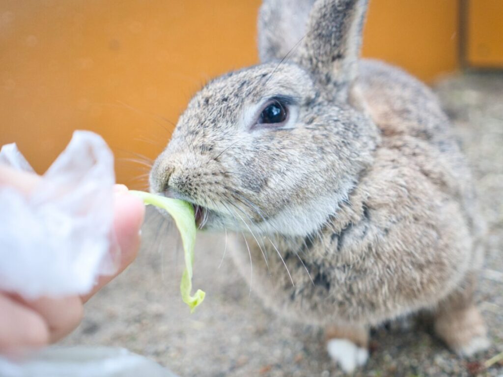 どうぶつうさぎ