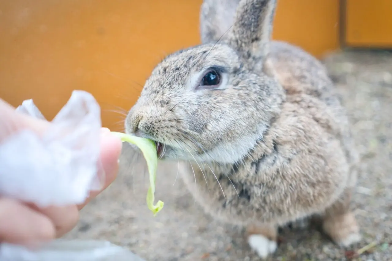 どうぶつうさぎ