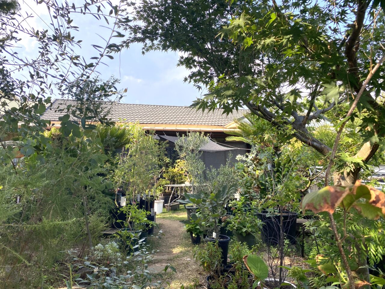 大磯町西小磯大磯花帆槻