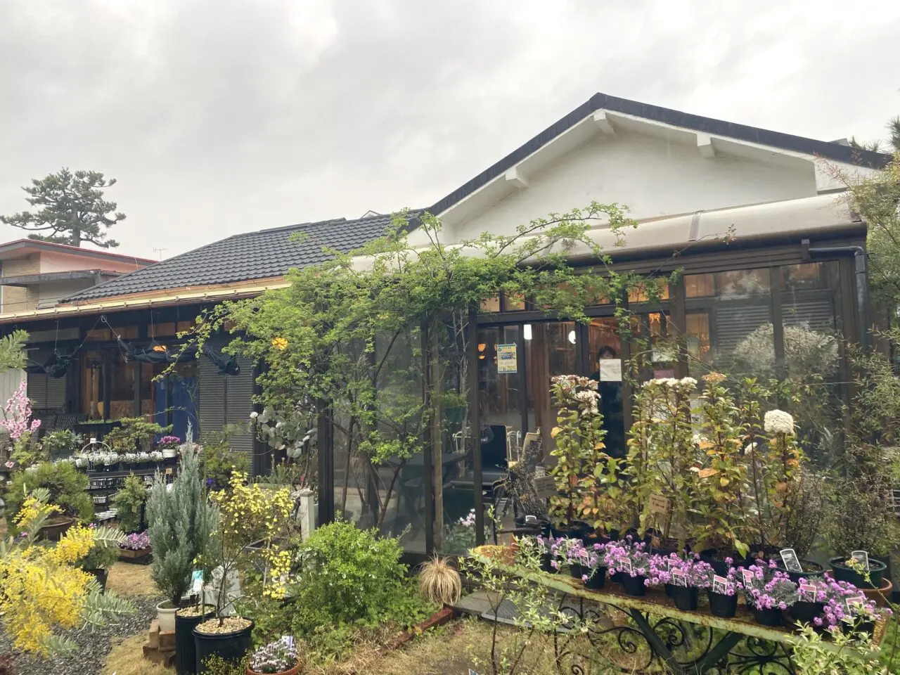 大磯町西小磯花帆槻